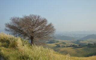 Los 4 pilares y los 8 tipos de personas altamente sensibles (PAS)